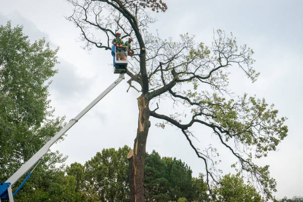 Tree Branch Trimming in Port Arthur, TX